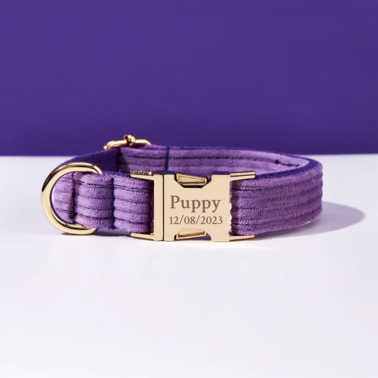 Collier chien personnalisé velours côtelé violet